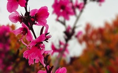 林彦俊出了什么事